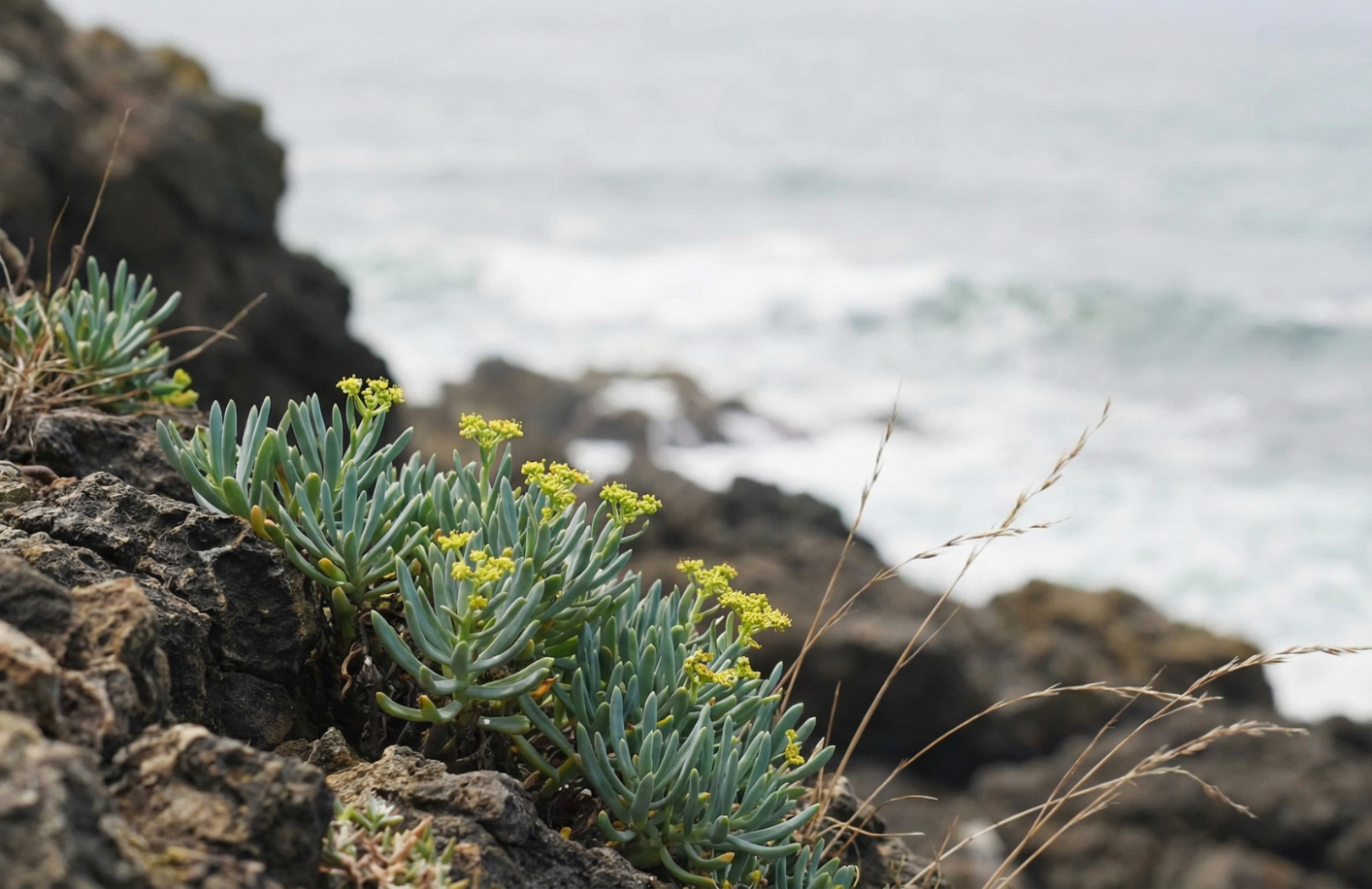 Was ist Meerfenchel? Wirkung, Studien und Anwendung in der Hautpflege 2026